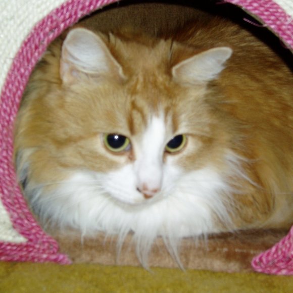 Meet your Posher, Anne - Picture 1 of 1